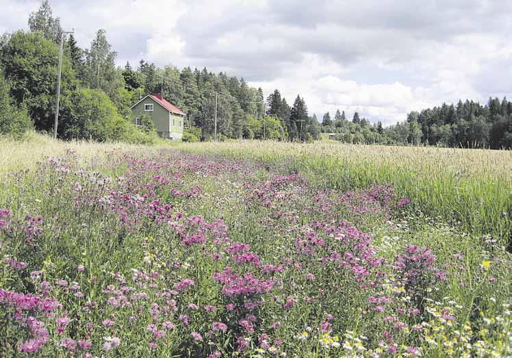 15 Eeva-Liisa Korpela MTT:ssä tutkittua Nurmen fosforikuormitus koostuu erilaisista lähteistä nurmikierron vaiheen ja vuodenajan mukaan.