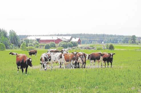 Lehmien metaanituotannossa on suuria eroja 17 Teema Lypsykarjan märehtimisen sivutuotteena vapauttama metaani muodostaa huomattavan osan koko suomalaisen kotieläinsektorin kasvihuonekaasupäästöistä.