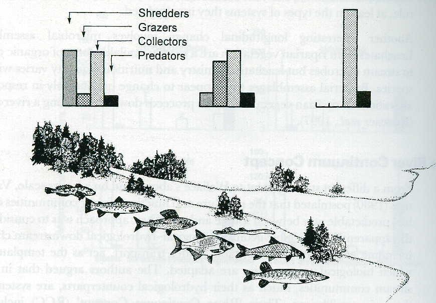 Jokijatkumohypoteesi (River Continuum Concept) Ravintoverkkolinkit metsä-puro rajapinnalla Linnut: 25.6% vuotuisesta energiabudjetista peräisin vesihyönteisistä Kalat: 44.