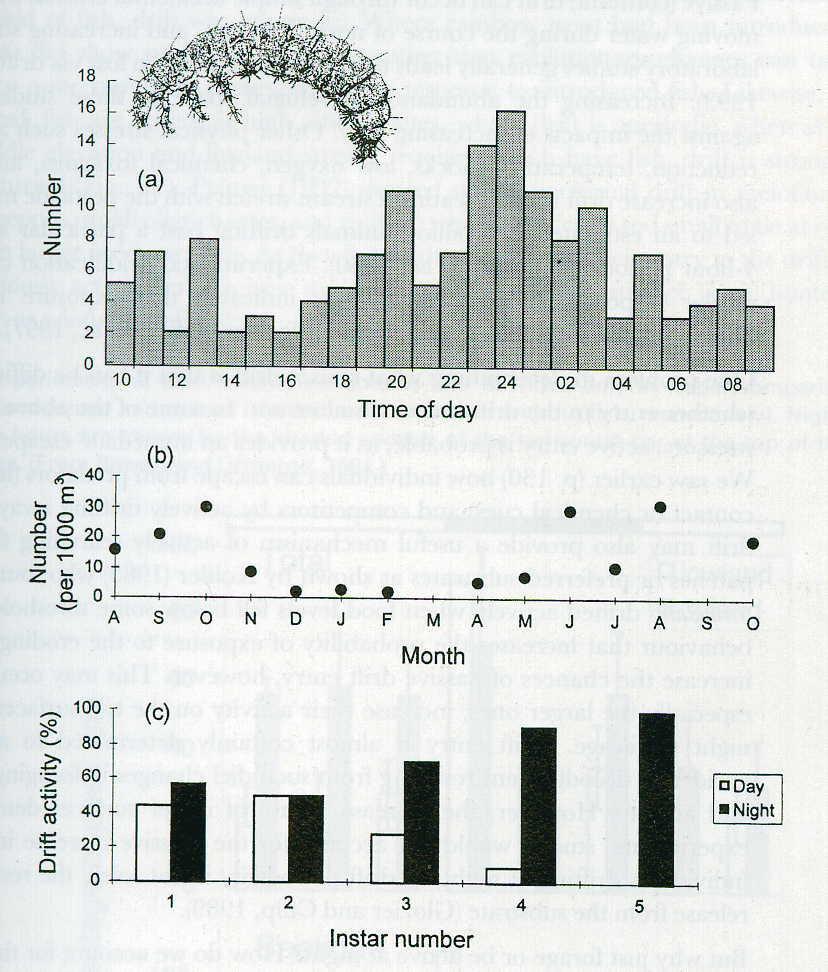 ; ajeeseen lähtö aktiivista, yleensä hyviä uimareita Baetis päiväkorennon toukan ajerytmi (Elliott 1969)