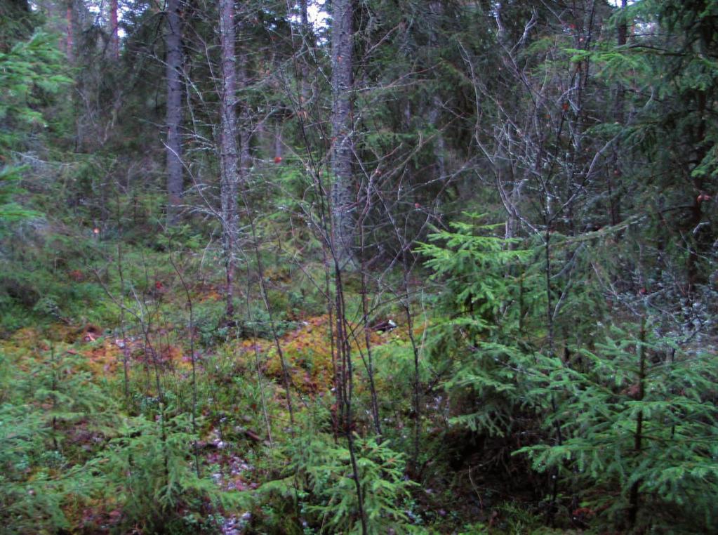 Kummassakin rantautumisvaihtoehdossa maa-alueelle kohdistuvat luontovaikutukset jäävät vähäiseksi.