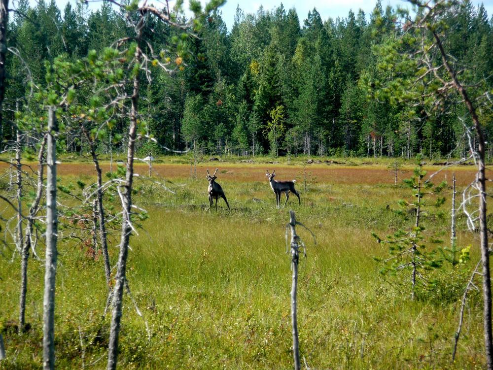 8 Kuva 7. Voimalapaikka kuvattu pohjoiseen.