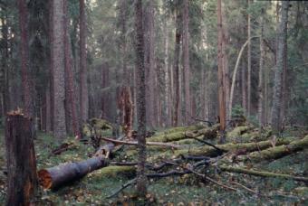 jatkumoa, yksittäisiä lahopuita Vanha