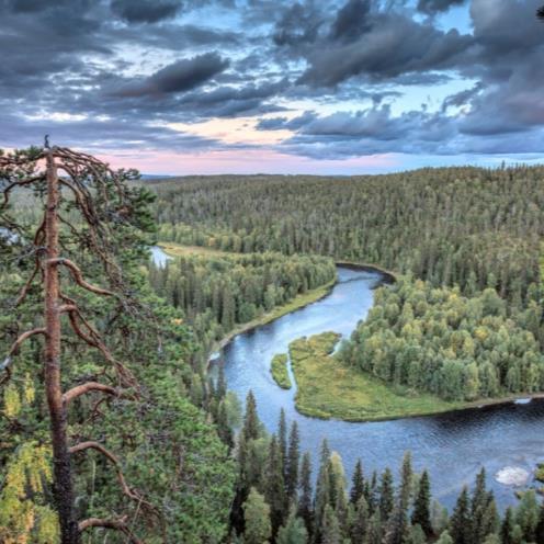 Luonnonsuojelualueiden ominaispiirteet ja puskurointikyky Mari Limnell, Metsähallitus Luonnonsuojelualueiden puskurointikykyyn ja lajien säilymiseen vaikuttavia tekijöitä Alueen koko; pienet