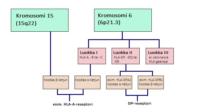 6 HLA-molekyylin esittelemään peptidiin, jonka seurauksena syntyy immuunireaktio. (Heino & Vuento 2002: 300; Lokki 2002; Megiorni & Pizzuti 2012: 2 3.