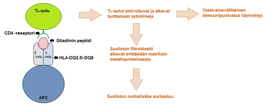 8 Kuva 5. Keliakian ilmentyminen. (Mukaillen Megiorni & Pizzuti 2012: 2 3.