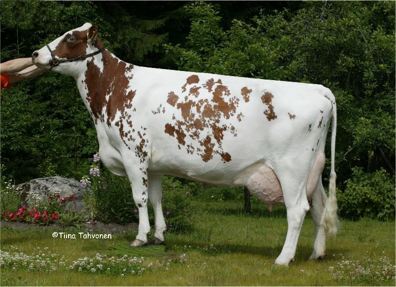 54 061 kg Emänisä: Covey-Farms Romeo ET Emänemä: HH Trid Roi-Ca ET, paras 305 pv 8 722-3,82-3,28 (2.