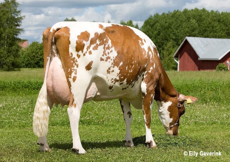 ) EEI: Des Chamois Poker ET EEE: Palmyra Jerry Bethany ET VG87, paras 305 pv 14 341-4,0-3,3 EEEI: Kildare Jerry ET Joukolan B.