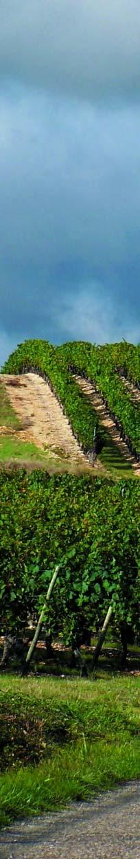 111 Cuvée "R" NV 33,50 75 cl 112 Rosé Brut NV 29,90 75 cl 113 Clos Notre Dame Extra Brut Vintage 1999 Ei varastossa 75 cl Kuohuviinit Champagne 114 Brut Zéro NV Champagne Tarlant 26,90 75 cl 115