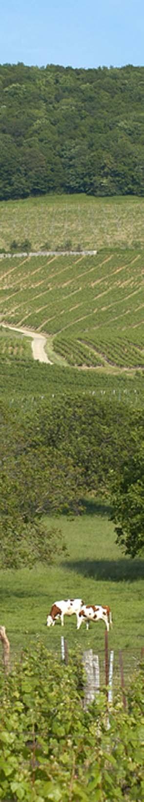 23 Les Herses 2008 Sancerre Terroir: piikivi Tuotenro 2277 19,74 75 cl 24 La Vigne du Larrey 2005 Sancerre Terroir: kalkkikivi Tuotenro 2280 27,61 75 cl 25 Xelis 2005 Sancerre Terroir: piikivi