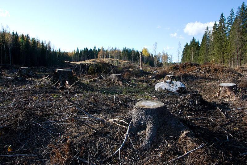 20 esimerkiksi pitkään harventamatta, eikä näin ollen ole saavuttanut uudistuskypsyyden läpimitan alarajaa. Taloudellisuus on yleisin uudistuskypsyyden mittari.