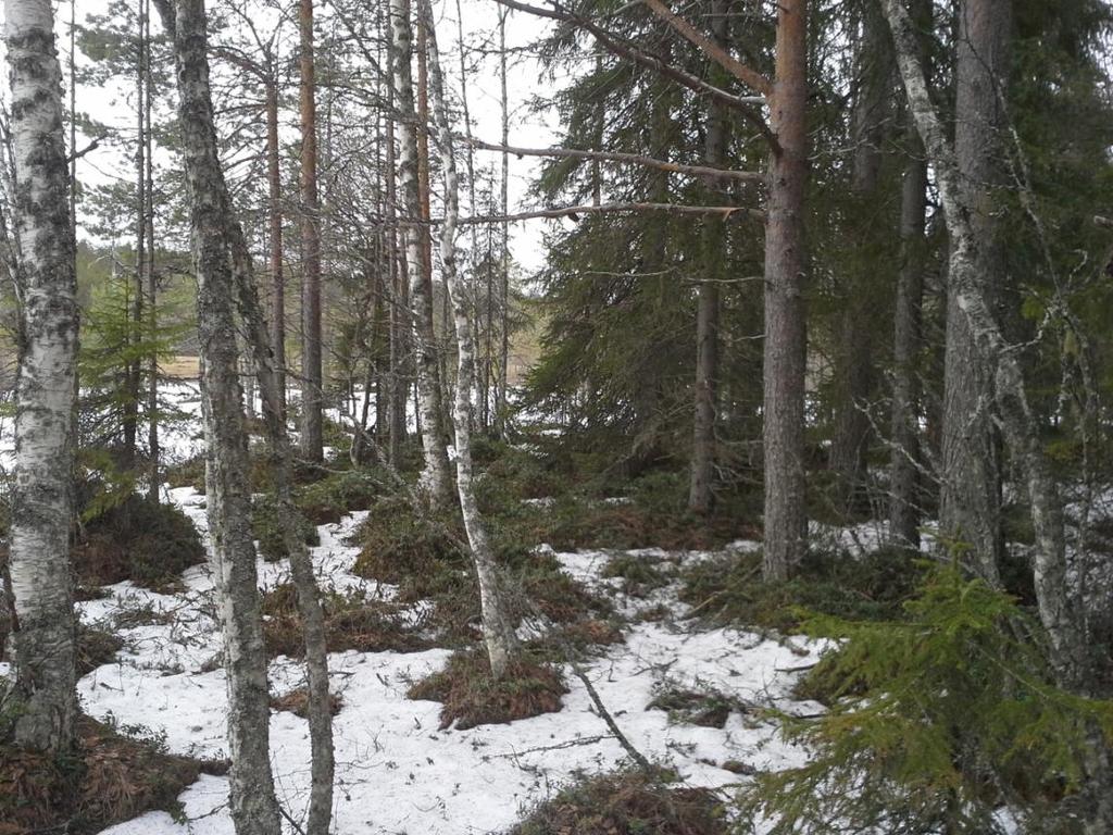 toteutettujen metsäojitusten seurauksena Suomen metsissä on vähän metsäkanoille tärkeitä kosteita rämeitä ja korpia.