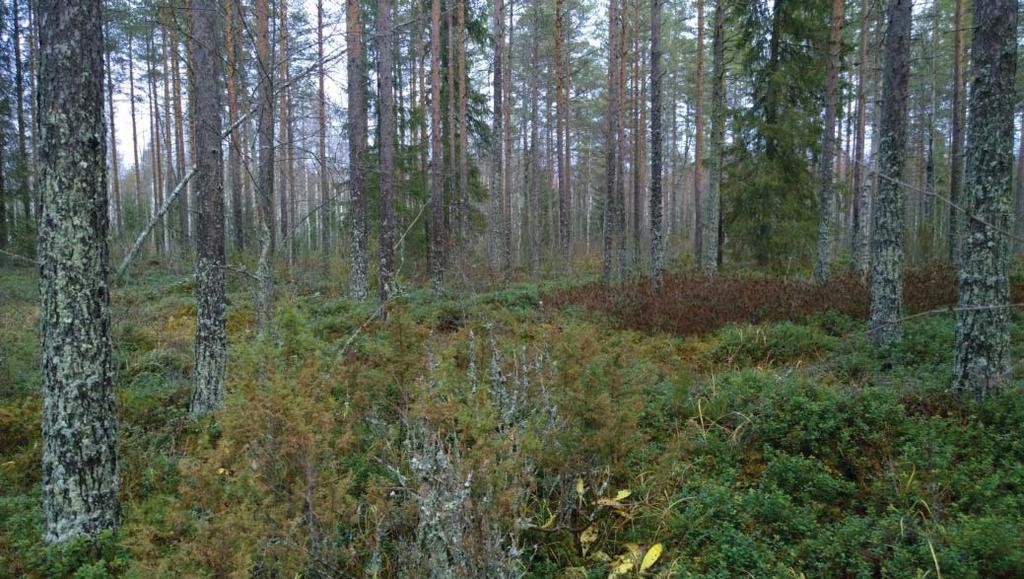 sekametsää, kaakosta. Kuvaaja: Petro Pesonen.