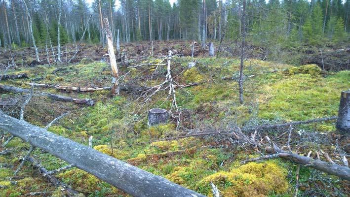 kaadettu, kaakosta. Kuvaaja: Petro Pesonen.