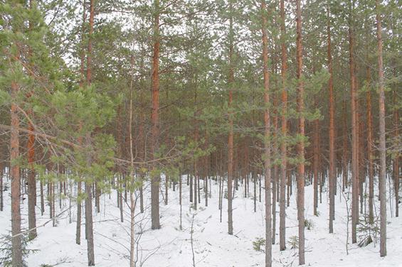 (Nuutinen ja Björheden 2014) Energiapuu,