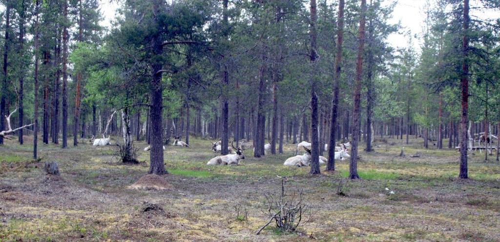 B. Saamelaisalueen maankäyttöpaineet: Kaivokset, metsätalous, turismi Nykyään saamelaisalueen tulevaisuuteen vaikuttaa nopeasti etenevä ilmastonmuutos.
