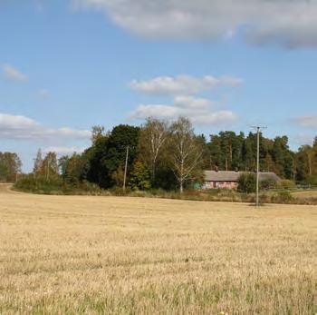 rajaavine reunametsineen