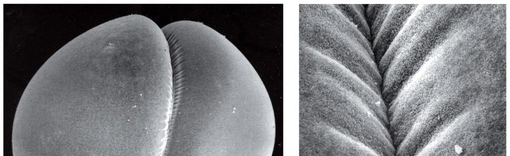 CYTOKINESIS The Mitotic Spindle Determines the Plane of Cytoplasmic Cleavage