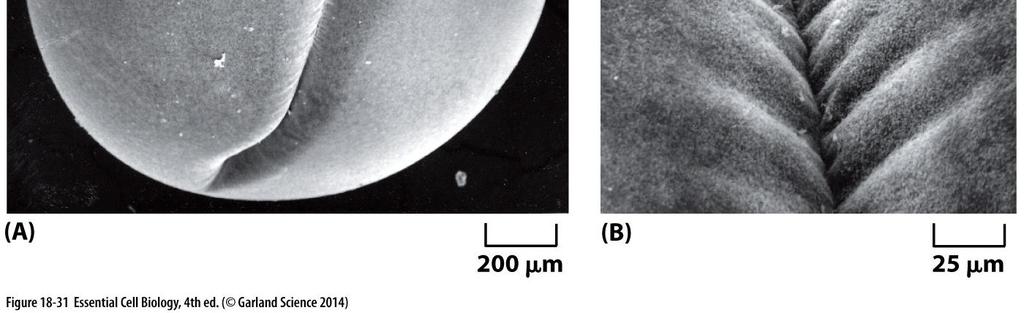 Cytokinesis in Plant Cells Involves the Formation of a New Cell Wall