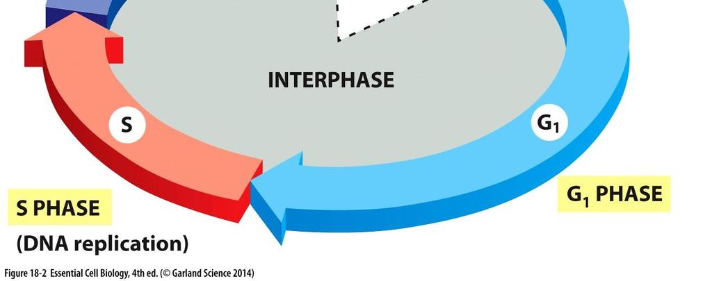 Control System Triggers the Major Processes of the