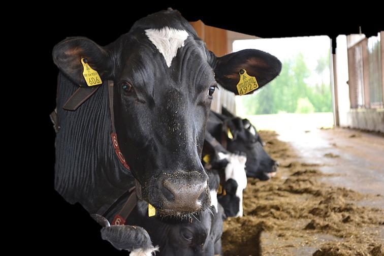 Raporteista Kannattaa seurata lehmien väkirehun syöntiä lypsyrobotista 60 päivän ajan poikimisen jälkeen - poikimisesta kulunut aika - lypsykerrat - Maitomäärä -