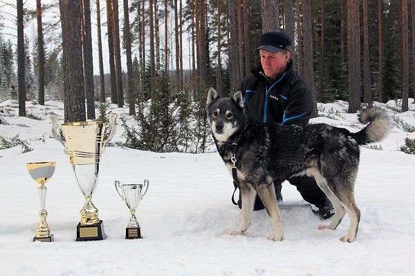 VUOSI 2016 Kannuksen KV - kisoissa tuli kaksoisvoitto kisapitäjän koirille Keski-Pohjanmaan hirvikoirakerho järjesti kansainväliset hirvenhaukkukokeet lauantaina 3.12.2016 Kannuksessa.