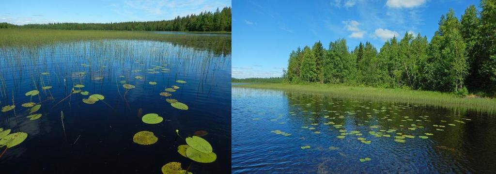 4.2 Selvitysmenetelmät 101002915 11 Kartoitus tehtiin 8.7.2017.