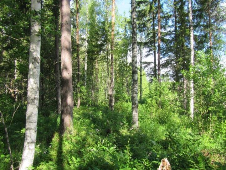 Valkovuokko on Kainuussa rauhoitettu, lisäksi laji on alueellisesti uhanalainen alueella 3b, johon selvitysalue kuuluu.