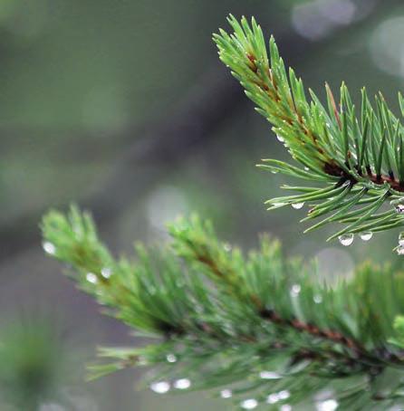 Neulasten sinkkipitoisuus on kautta Kainuun hieman laskenut aiemmasta, ja siinä näkyy vastaavanlainen yhden koealan pitoisuushuippu (54,9 µg/g) Kuhmon koealan 12 kohdalla kuin raudalla koealalla 40.