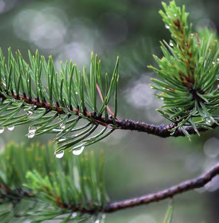 Neulasten kadmiumpitoisuus oli koko Kainuun alueella alhainen, ollen alle määritysrajan (0.08 µg/g). Tästä selvästi poikkesi Puolangan koealan 38 tulos 0,14 µg/g.