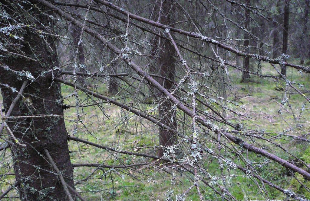 4. Epifyyttijäkälien alkuaineanalyysit Tarja Laatikainen