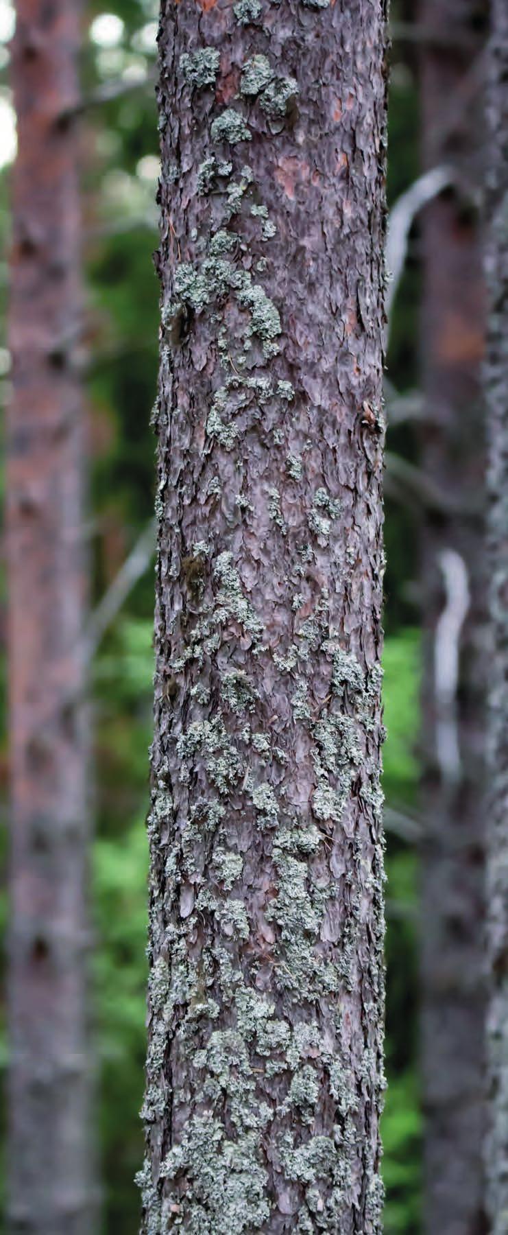 Johtopäätökset Vuoden 2015 tuloksia tarkastellessa voidaan havaita Kainuun alueen rikkilaskeuman vähentyneen 1980-luvulta lähtien.