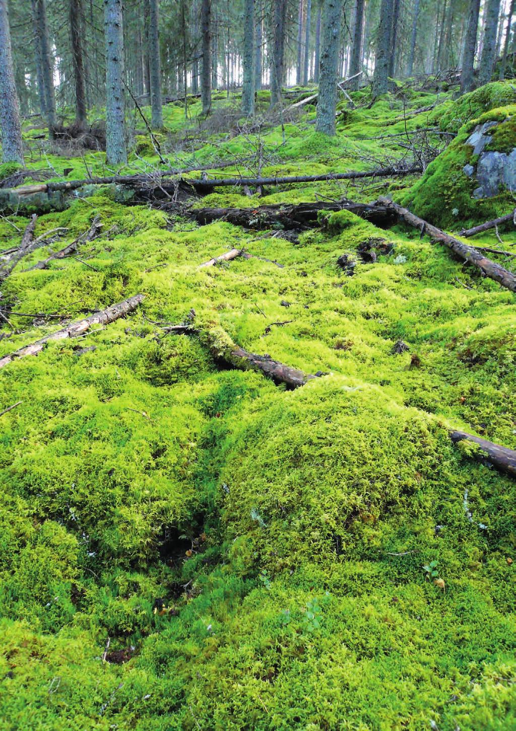 5. Raskasmetallien laskeumasta Kainuussa valtakunnallisten sammalkartoitusten perusteella Juha