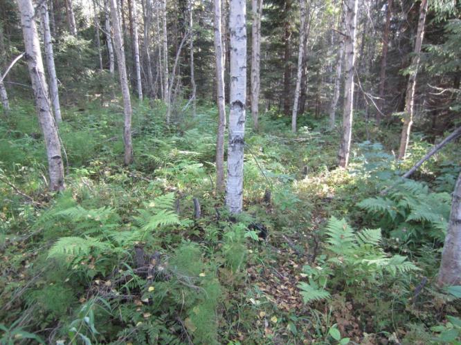 Kurun pohjalla kulkee puro, jonka ympäristössä esiintyy kuusivaltaista tuoreen kankaan ja lehtomaisen kankaan metsää, jonka seassa on myös runsaasti lahopuuta.