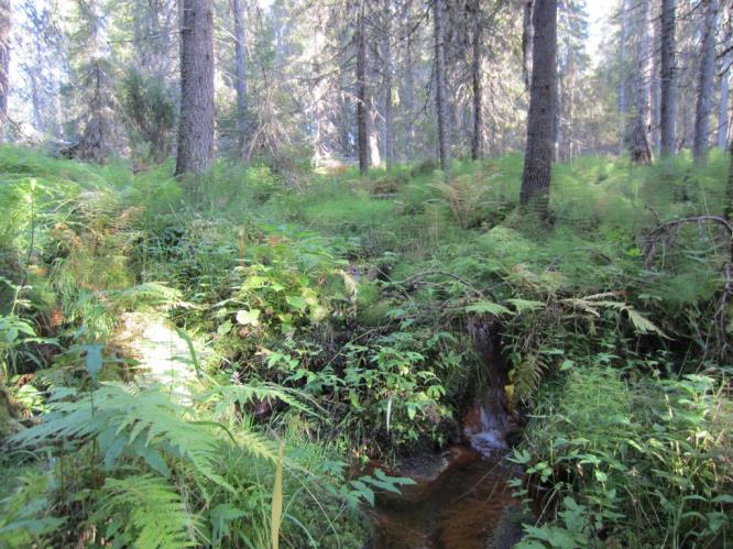 Alueen luonnontilaisia soita ovat selvitysalueen itäosassa sijaitsevat Leilisuo, Tautisuo ja Rimmikkosuo.