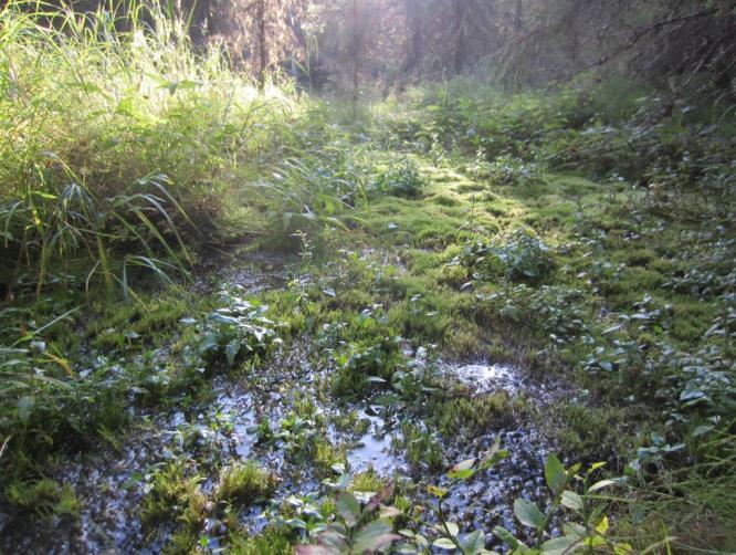 Jylhäloman rehevän kurun kasvillisuutta (vasen) ja alueella oleva lähde (oikea) 4.6.