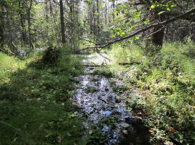 PUDASJÄRVEN KAUPUNKI 29 leen ja suopunakämmekän esiintymät sijaitsevat hankealuetta suppeammalla osayleiskaava-alueella.
