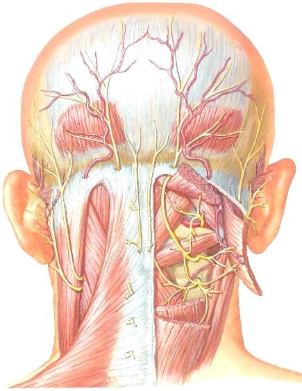 cruciatum Nivelpinta densille Liikkeenä pään kiertoliike kuten kieltävässä eleessä Ligamentum alare (kalloon) Ligamentum transversum atlantis Heikki Hervonen Netter Presenter Copyright 2008 Niskan