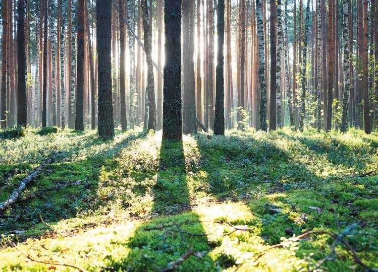 4 MetsänOmistaja 1/2017 Metsänomistus vaikuttaa pysyvään hoitoon joutuvien henkilöiden hoitomaksuihin ja Kelan tiettyihin sosiaalietuuksiin Harva metsänomistaja tietää, että suora metsänomistus, ja