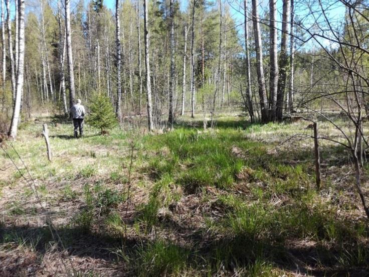 tutkimusalue Maulaanniitulta ennallistetun uoman yläosalta, jotta voidaan seurata uoman kehitystä.