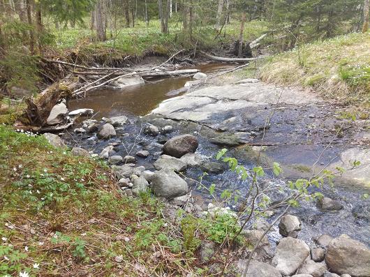33 Uusi koski Kosken yläpuolella havaittiin, että uoman yläosalla virtaus on pitänyt kallion puhtaana irtomaasta (kuva 10). Koski johtaa vettä hyvin ja virrannopeus on suuri.