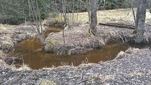 41 KUVA 19. Antiaanpuron, aiemmin Koivulanojan uoma on ennallistettu mutkittelemaan puiden välistä 6.