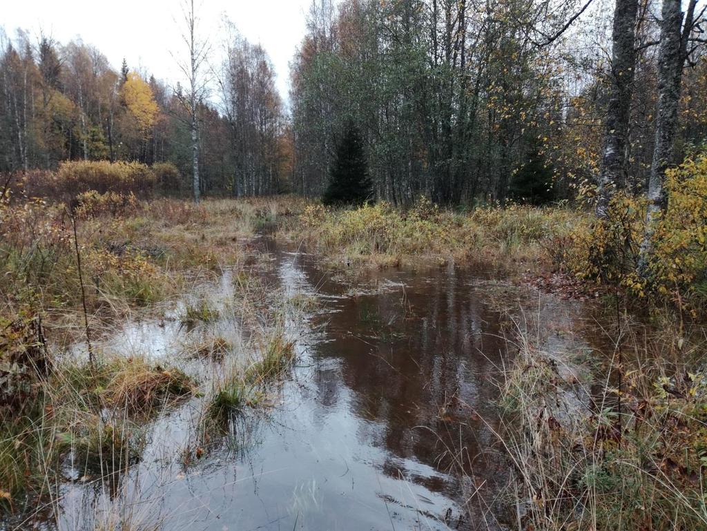 Maulaanniitun keskellä