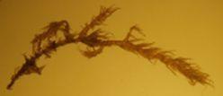 Fallopia convolvulus