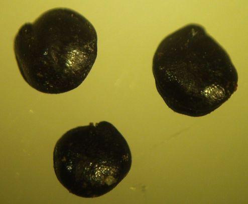 2 mm 3. Carex sp. 4.