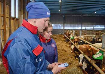 katse eteenpäin Heatimen Healthy Cow24 -mobiilisovellus on ehdoton juttu. Päätelaite sijaitsee navetassa, mutta sovelluksen ansiosta kaikki tiedot ovat nähtävissä myös hiehonavetassa työskennellessä.