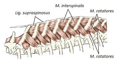 Transversospinaalilihakset sijaitsevat epaksiaalilihaksista syvimmällä eli mediaalisimmin.