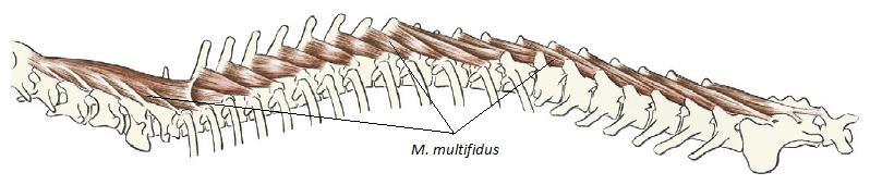 Tämä monitahoinen lihasryhmä ulottuu lantion ristiluusta kalloon ja käsittää seuraavat lihakset: M. spinalis, M. semispinalis, M. multifidus, M. rotatores, M. interspinalis ja M.
