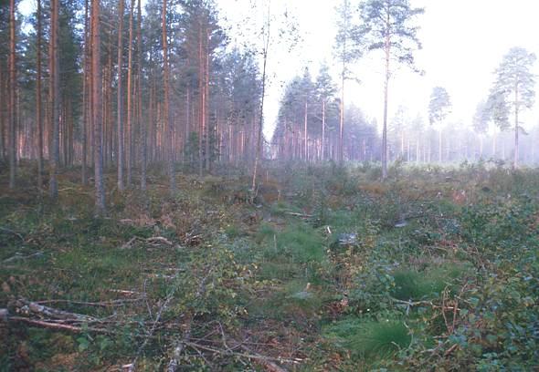 Suometsien uudistaminen Mikko