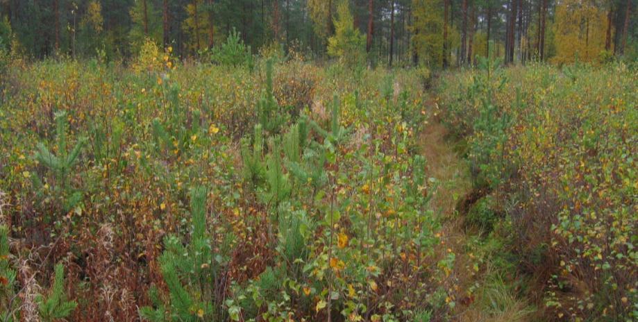 Turvemaiden metsätalouden erityispiirteet